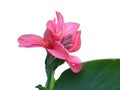 Fresh pink canna lilly flower on white backgroun. Royalty Free Stock Photo