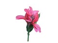 Fresh pink canna lilly flower isolated on white background. Royalty Free Stock Photo