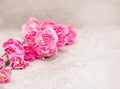 The Fresh pink carnation flower on stone plate background Royalty Free Stock Photo