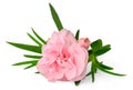 Fresh pink carnation flowers isolated on white Royalty Free Stock Photo