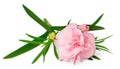 Fresh pink carnation flowers isolated on white Royalty Free Stock Photo