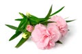 Fresh pink carnation flowers isolated on white Royalty Free Stock Photo