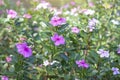 Fresh pink catharanthus roseus or madagascar periwinkle flower bloom in the garden on blur nature background. Royalty Free Stock Photo