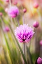 Fresh pink chive flowers Royalty Free Stock Photo