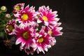 Fresh Pink Chrysanthemums