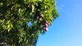 Fresh pink color mango on the tree Royalty Free Stock Photo
