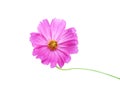 Fresh pink cosmos bipinnatus flowers and long green stem isolated on white background , clipping path Royalty Free Stock Photo