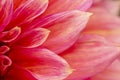 Fresh pink dahlia flower, photographed at close range, with emphasis on petal layers. Macro photography Royalty Free Stock Photo