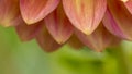 Fresh pink dahlia flower, photographed at close range, with emphasis on petal layers. Macro photography Royalty Free Stock Photo