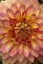 Fresh pink dahlia flower, photographed at close range, with emphasis on petal layers. Macro photography Royalty Free Stock Photo