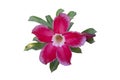 Fresh pink desert rose, mock azalea, pinkbignonia or impala lily flowers bloom isolated on white background. Royalty Free Stock Photo