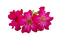 Fresh pink desert rose, mock azalea, pinkbignonia or impala lily flowers bloom isolated on white background. Royalty Free Stock Photo