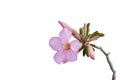 Fresh pink desert rose, mock azalea, pinkbignonia or impala lily flowers isolated on white background. Royalty Free Stock Photo