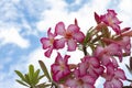 Fresh pink desert rose, mock azalea, pinkbignonia or impala lily flowers on sky background. Royalty Free Stock Photo