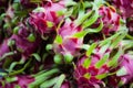 Fresh pink dragon fruits at the market. Royalty Free Stock Photo