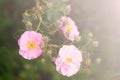 Fresh pink floribunda rosees with buds blooming in garden