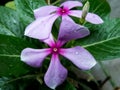 Fresh pink flower of Catharanthus Roseus, with rain drops. Royalty Free Stock Photo