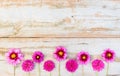 Fresh pink flowers border Royalty Free Stock Photo