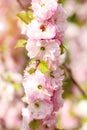 Pink flowers with ladybug