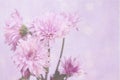 Fresh pink flowers with a pink halo and bubble background. Royalty Free Stock Photo