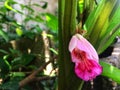 Fresh Pink galanga flower is bloom on sprout in the garden