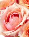 Fresh pink garden roses
