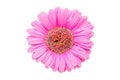 Fresh pink Gerbera flowers isolated on white background. Save with clipping path Royalty Free Stock Photo