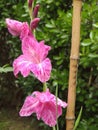 Fresh, pink gladiolus in the garden