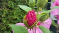 Fresh pink Hibiscus bud Royalty Free Stock Photo