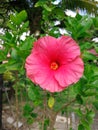 fresh pink hibiscus flower blooming in botany garden. soft yellow pollen center in petals plant green leaves background Royalty Free Stock Photo