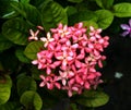 Fresh pink ixora flowers blossom in monsoon rain Royalty Free Stock Photo