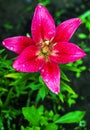 Fresh pink lilly . Royalty Free Stock Photo