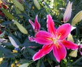 Fresh pink lily flower in the garden Royalty Free Stock Photo