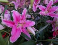 Fresh pink lily flower in the garden Royalty Free Stock Photo