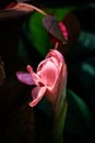 Fresh pink lotus flower Royalty Free Stock Photo