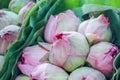 Fresh pink lotus flower bouquet Royalty Free Stock Photo