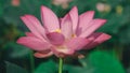 Fresh pink lotus flower Royalty Free Stock Photo