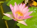 Fresh Pink Lotus Flower and Honey Bee Royalty Free Stock Photo