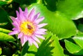 Fresh Pink Lotus Flower and Honey Bees Royalty Free Stock Photo