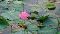 Fresh pink lotus flower Royalty Free Stock Photo