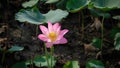 Fresh pink lotus flower Royalty Free Stock Photo