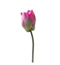 Fresh pink lotus petal flower isolated on white background Royalty Free Stock Photo