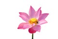 Fresh pink lotus petal flower isolated on white background Royalty Free Stock Photo