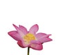 Fresh pink lotus petal flower isolated on white background Royalty Free Stock Photo