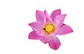 Fresh pink lotus petal flower isolated on white background Royalty Free Stock Photo