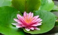 Fresh pink lotus yellow petals flower isolated circle green leaves background in pond. multi layer soft petal blooming Royalty Free Stock Photo