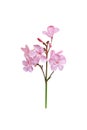 Fresh pink nerium oleander flowers  isolated on white background , clipping path Royalty Free Stock Photo