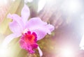 Pink orchid flower background Royalty Free Stock Photo