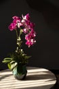 Fresh pink orchid in vase under warm sunlight. Tropical flower decoration