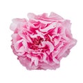 Fresh pink peony flower in full bloom isolated on white background Royalty Free Stock Photo
